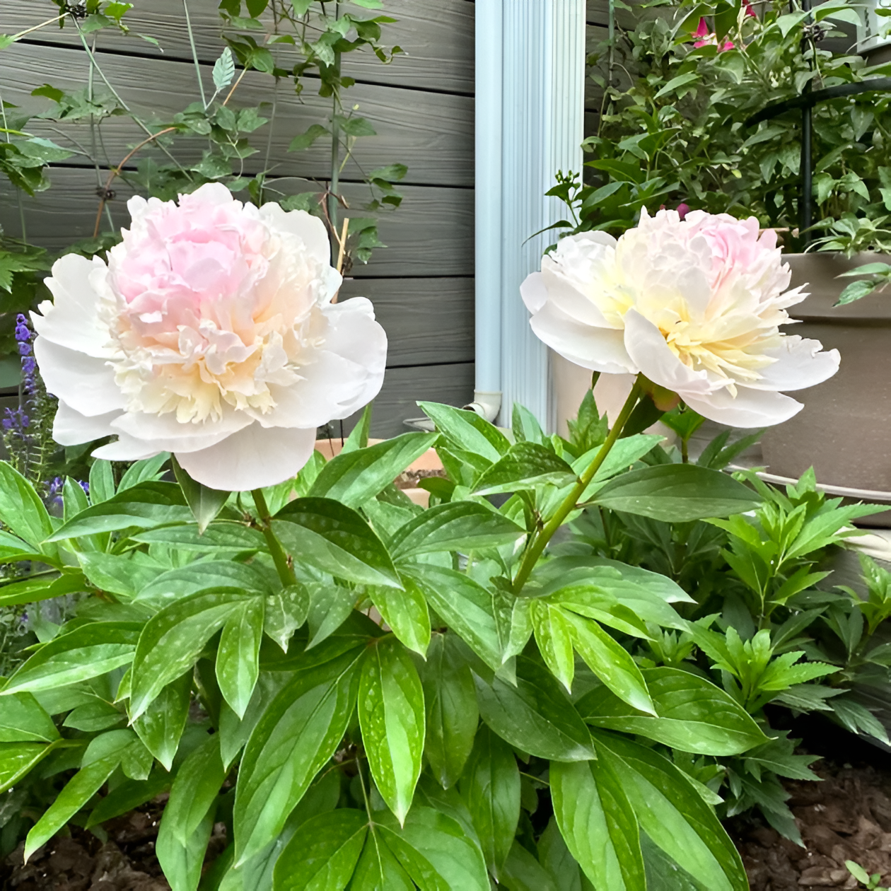 Peony Flower Seeds For Planting Garden Flowers