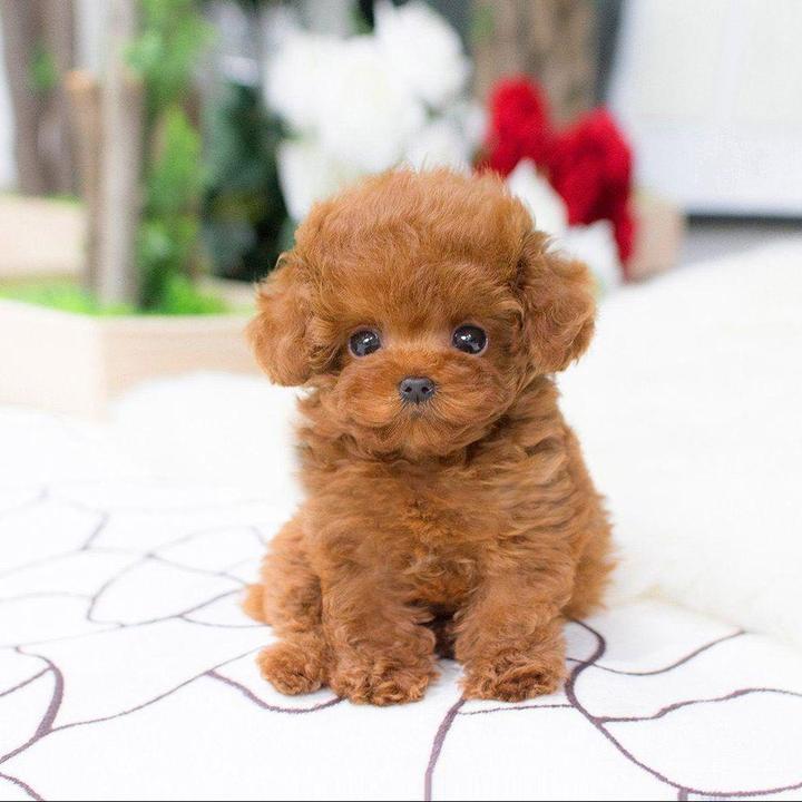 Realistic Teddy Dog Lucky-Viral Super Shop