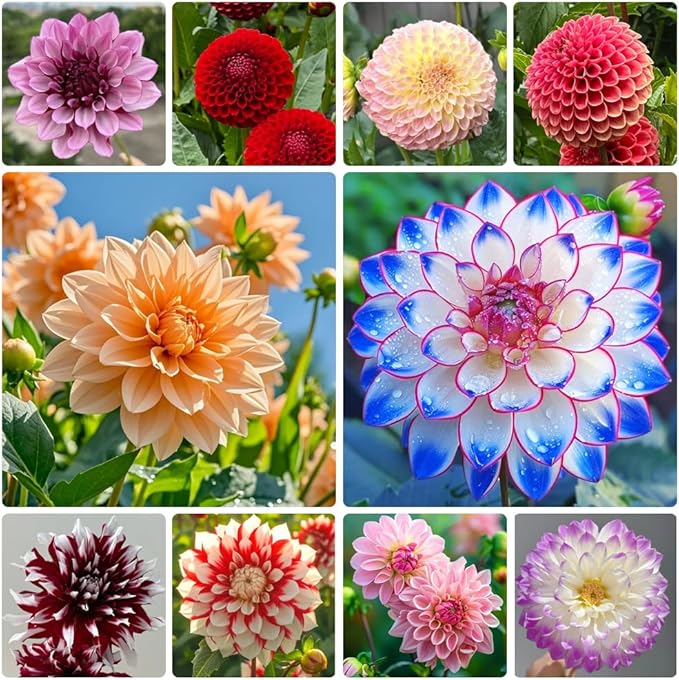 300PCS Mix Dahlia Seeds Flowers Compound Petals Multi-Color Beautiful Annual Outdoor Garden Potted Plants Attracts Bees&amp;Butterflies Heirloom