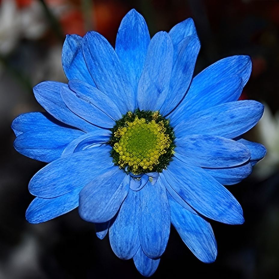 100 Pieces Of Chrysanthemum Seed For Garden 