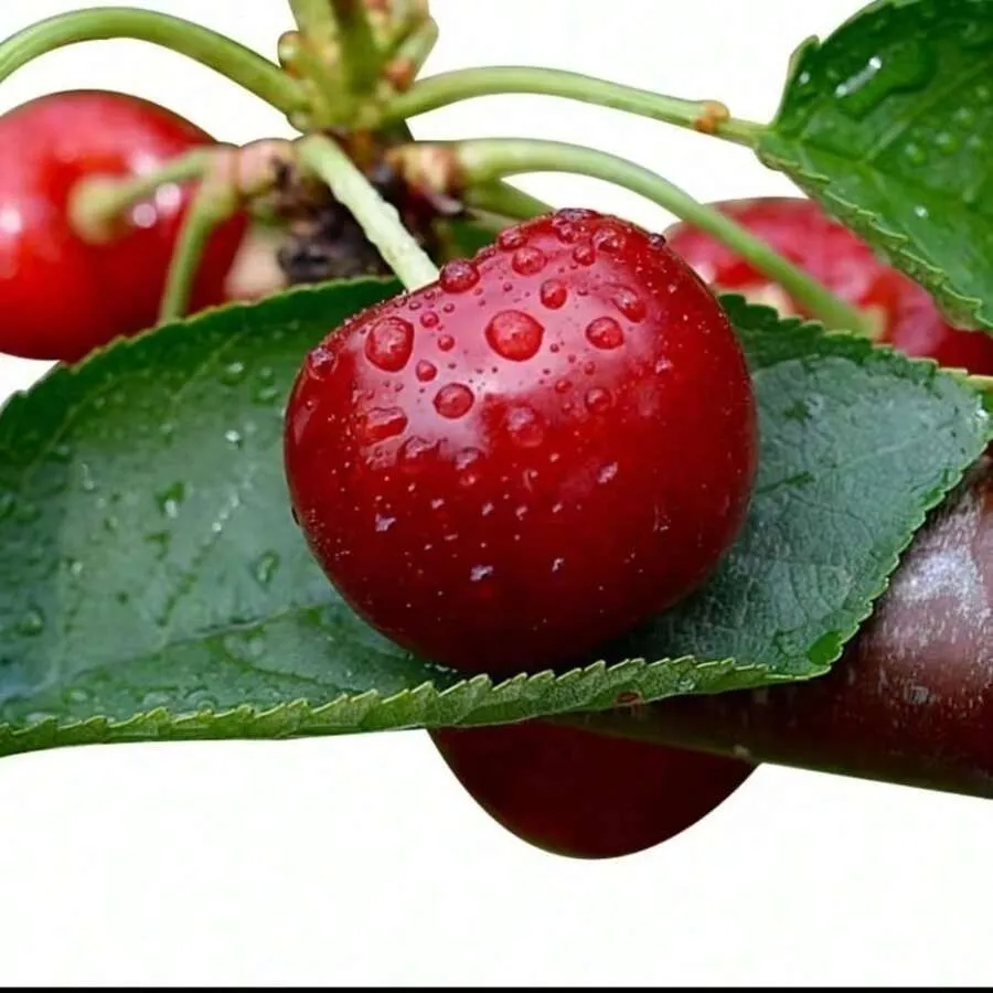 Authentic Grafted Cherry