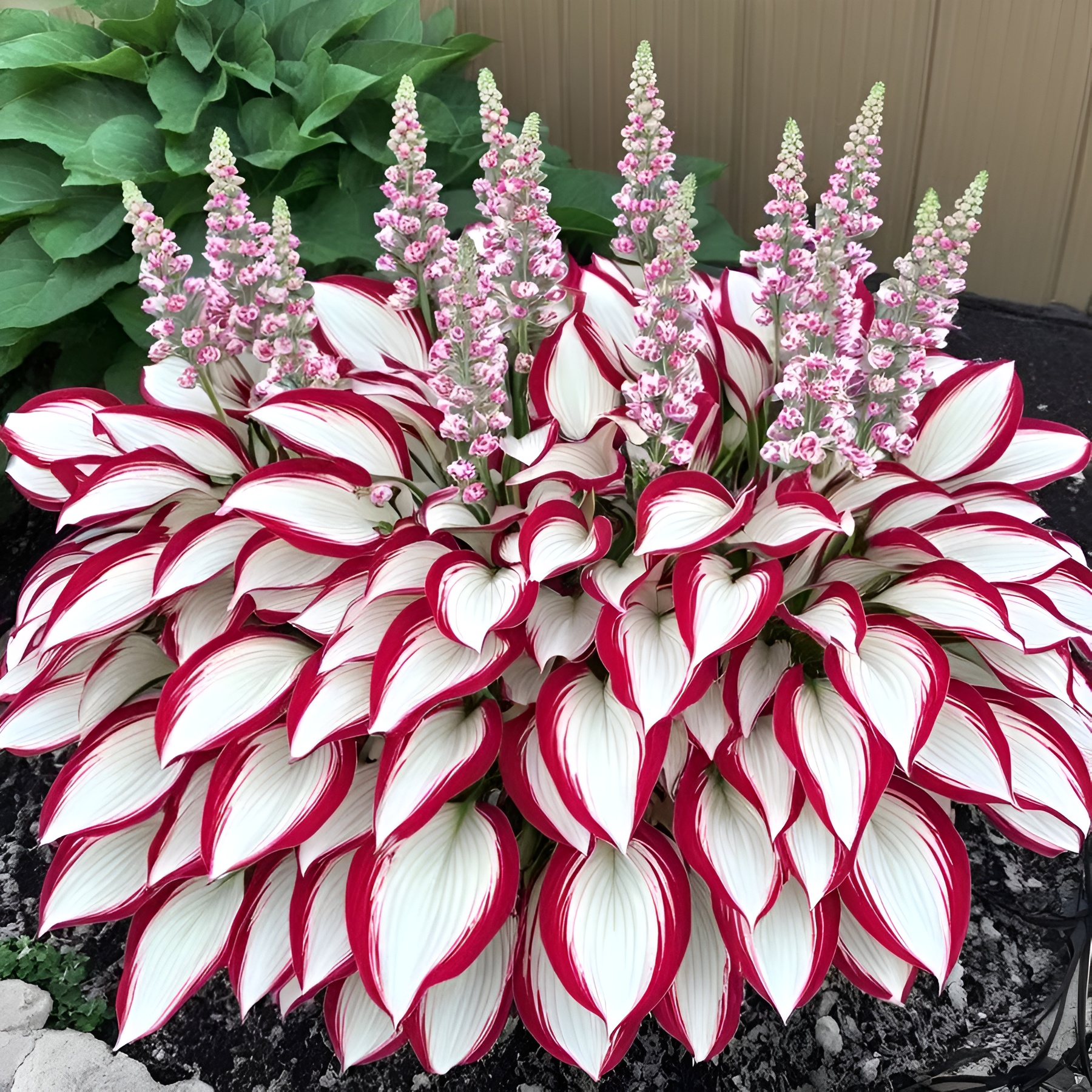 Premium Rare Hosta Seeds Shade Tolerant Plant