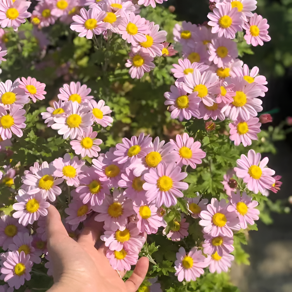 Pyrethrum Daisy Seeds For Natural Garden