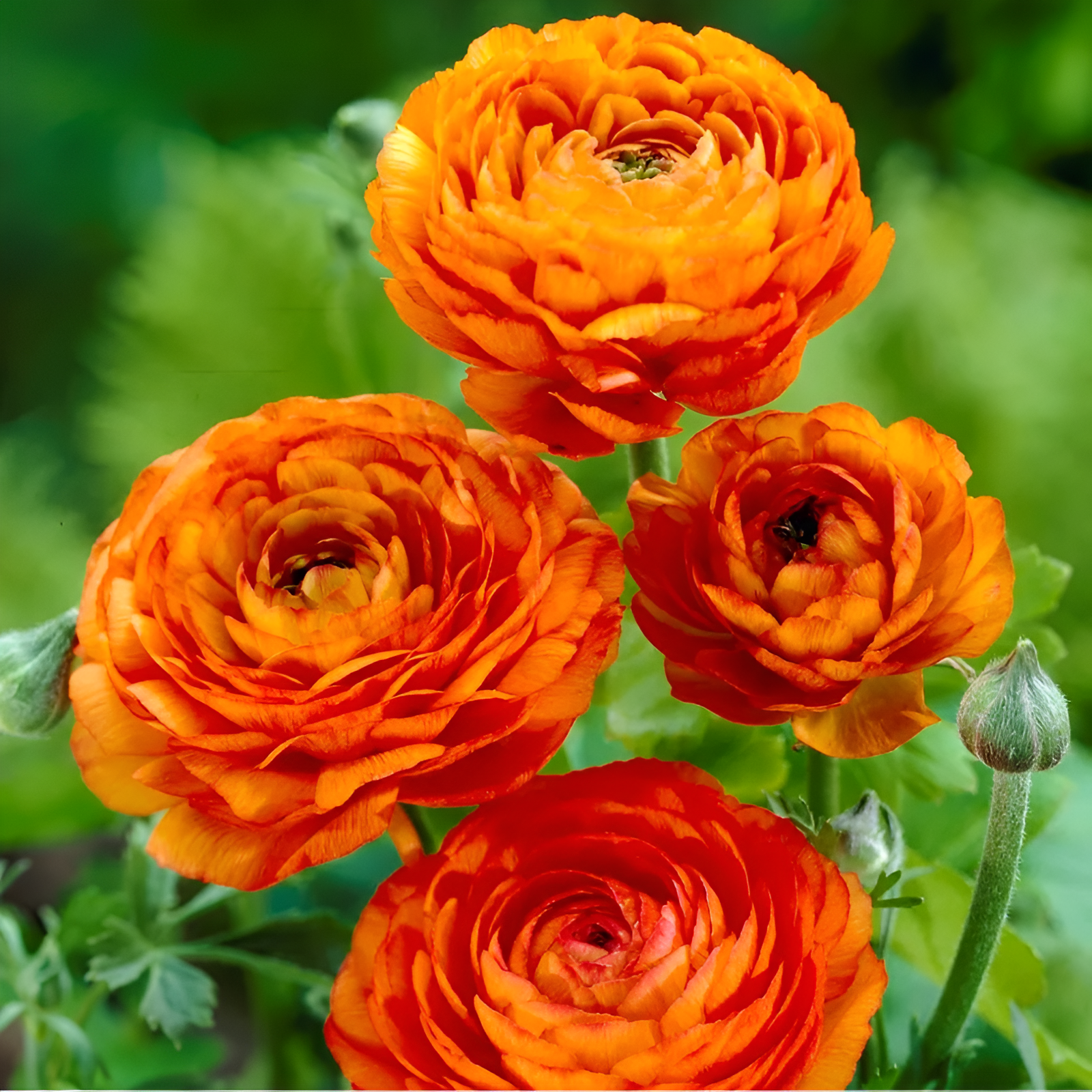 A Garden of Eternal Elegance