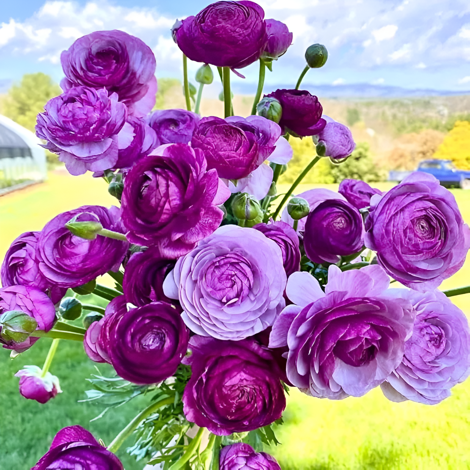 A Garden of Eternal Elegance