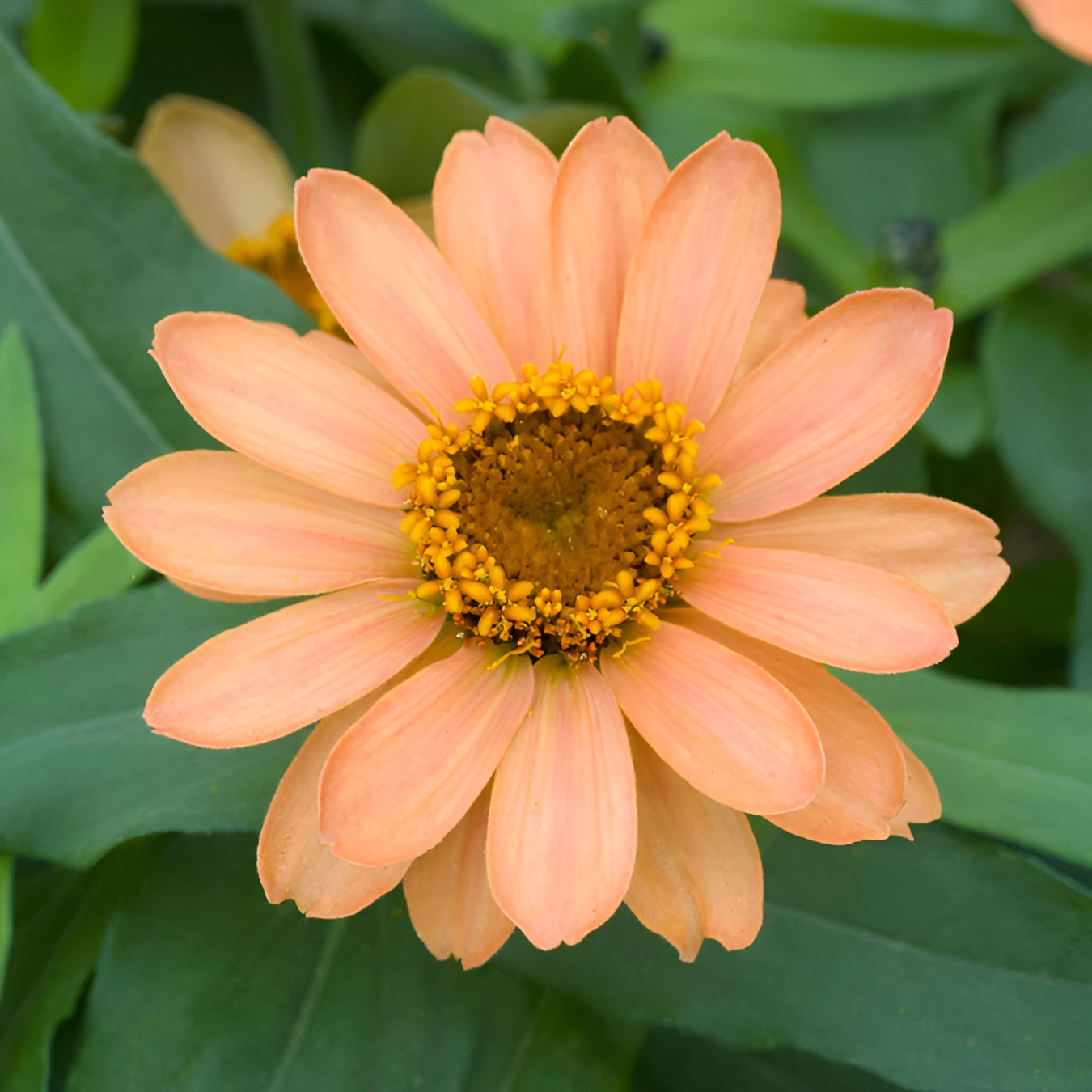 Zinnia Seeds Profusion Apricot With Coral Petals And Terracotta Centers