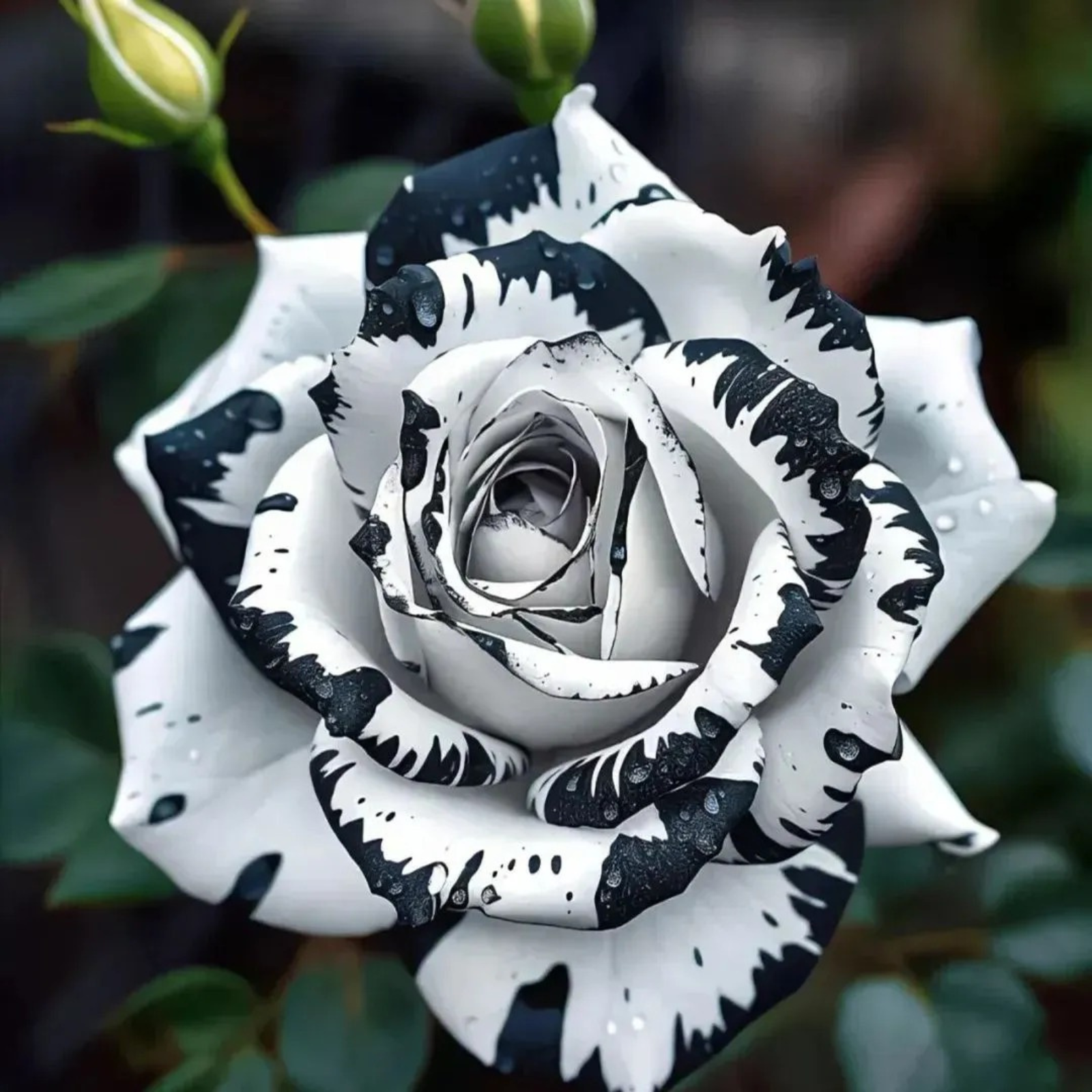 Blue Enchantress Rose Seeds