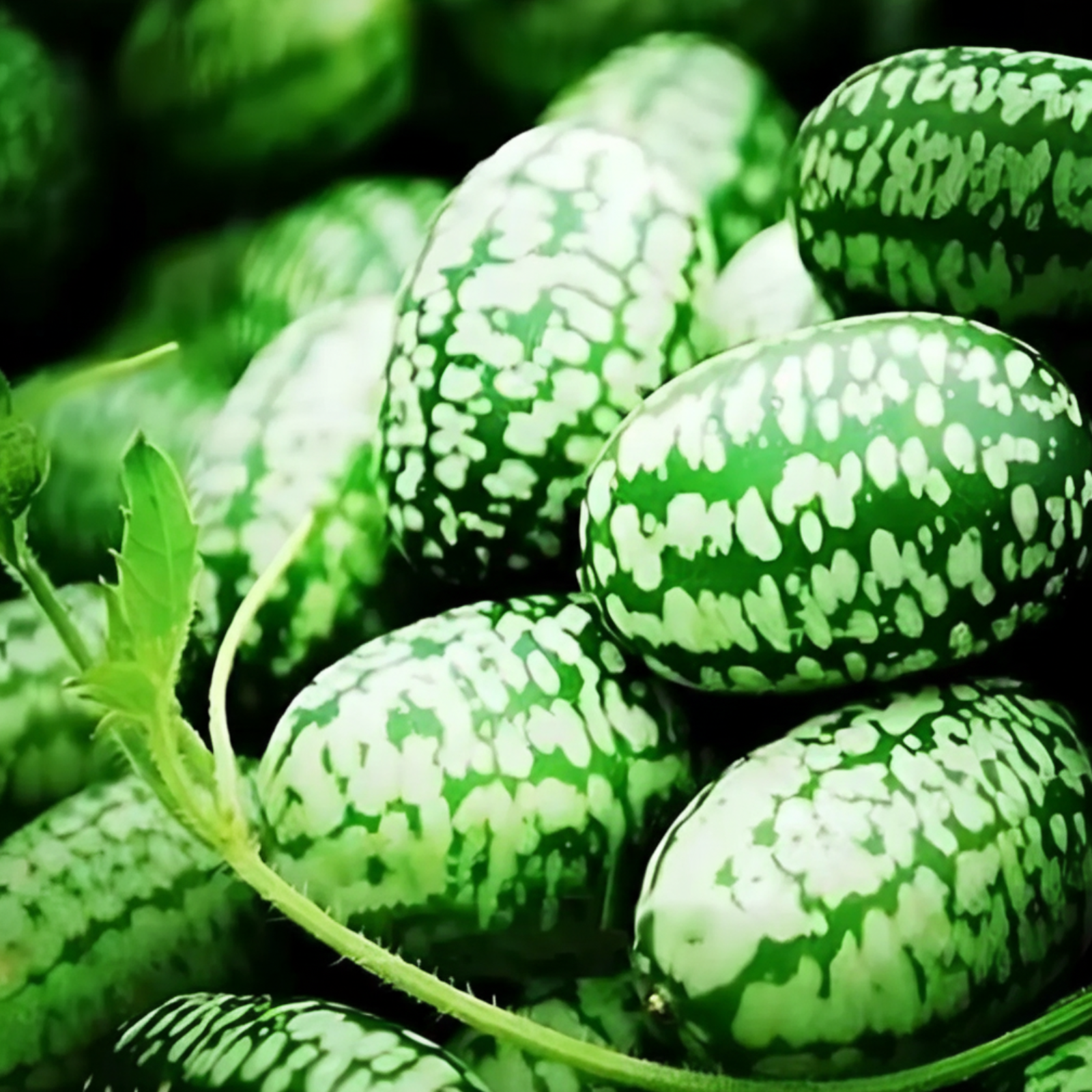 Mini Watermelon Vine Seeds For Backyard Gardens