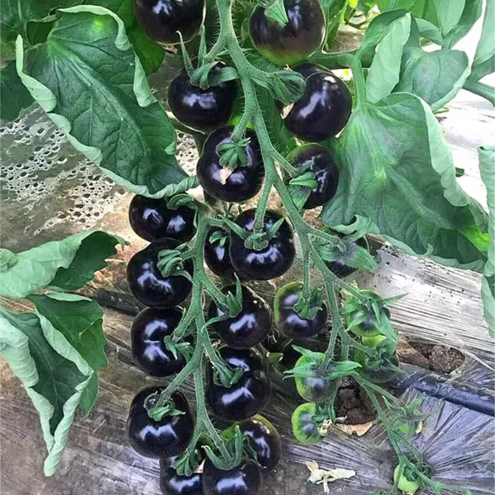 Black Tomato Garden Seeds For Gourmet Growing