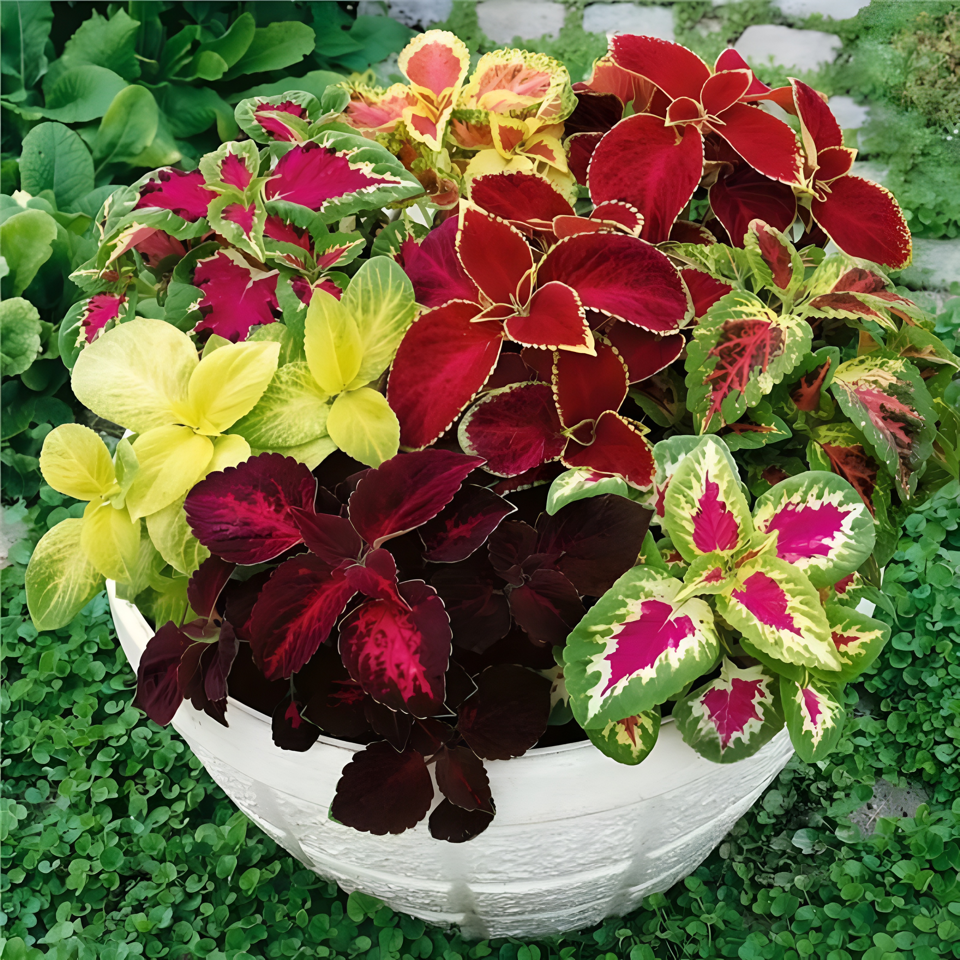 Heirloom Coleus Blumei Mix For Shade Gardens And Patio Seeds