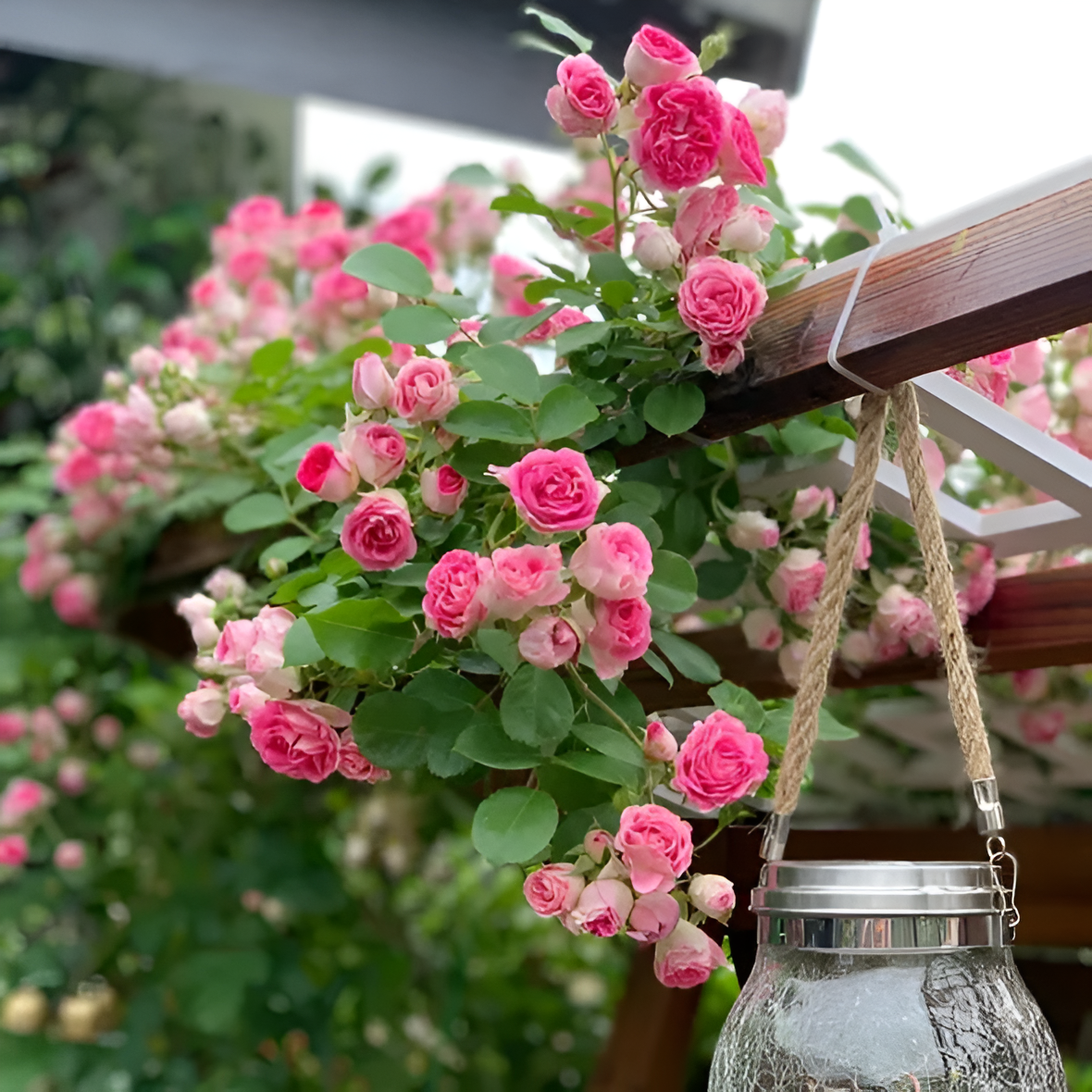 Climbing Rose Flower Seeds For Trellis Fence And Garden Planting