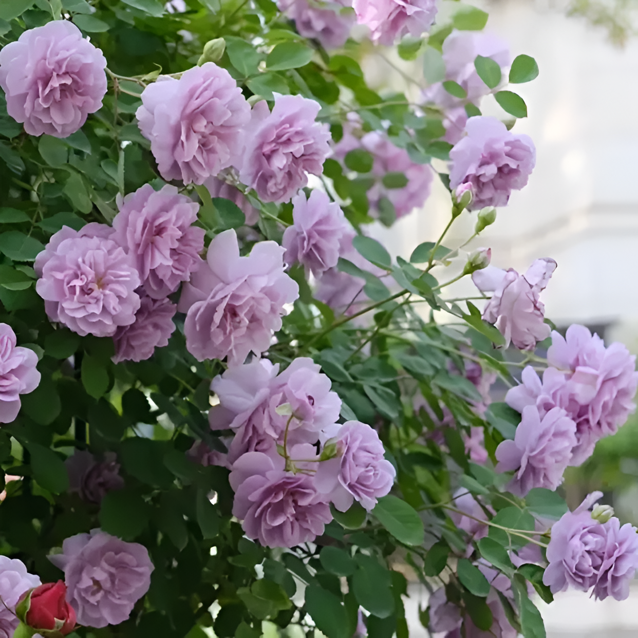 Climbing Rose Flower Seeds For Trellis Fence And Garden Planting