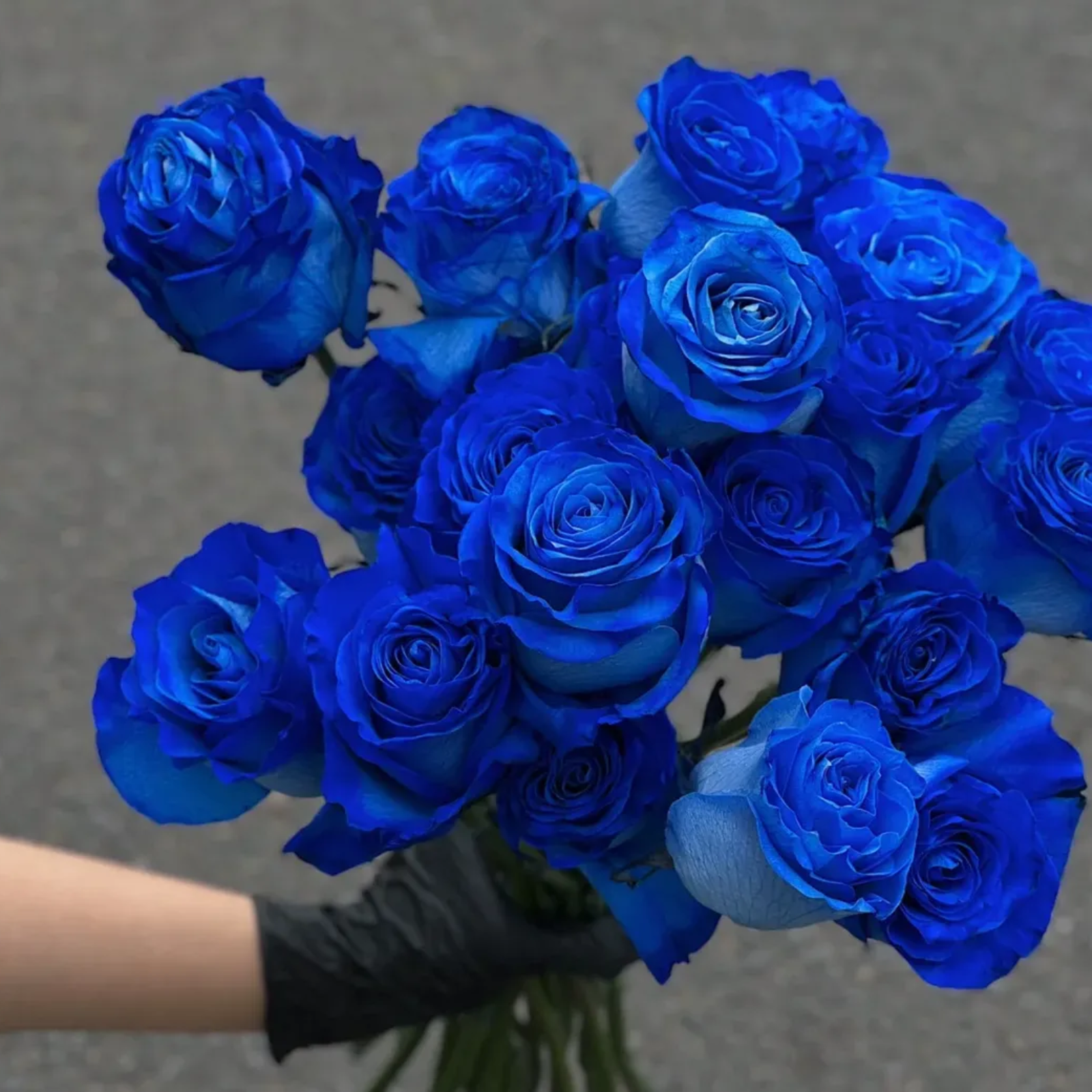 Blue Enchantress Rose Seeds