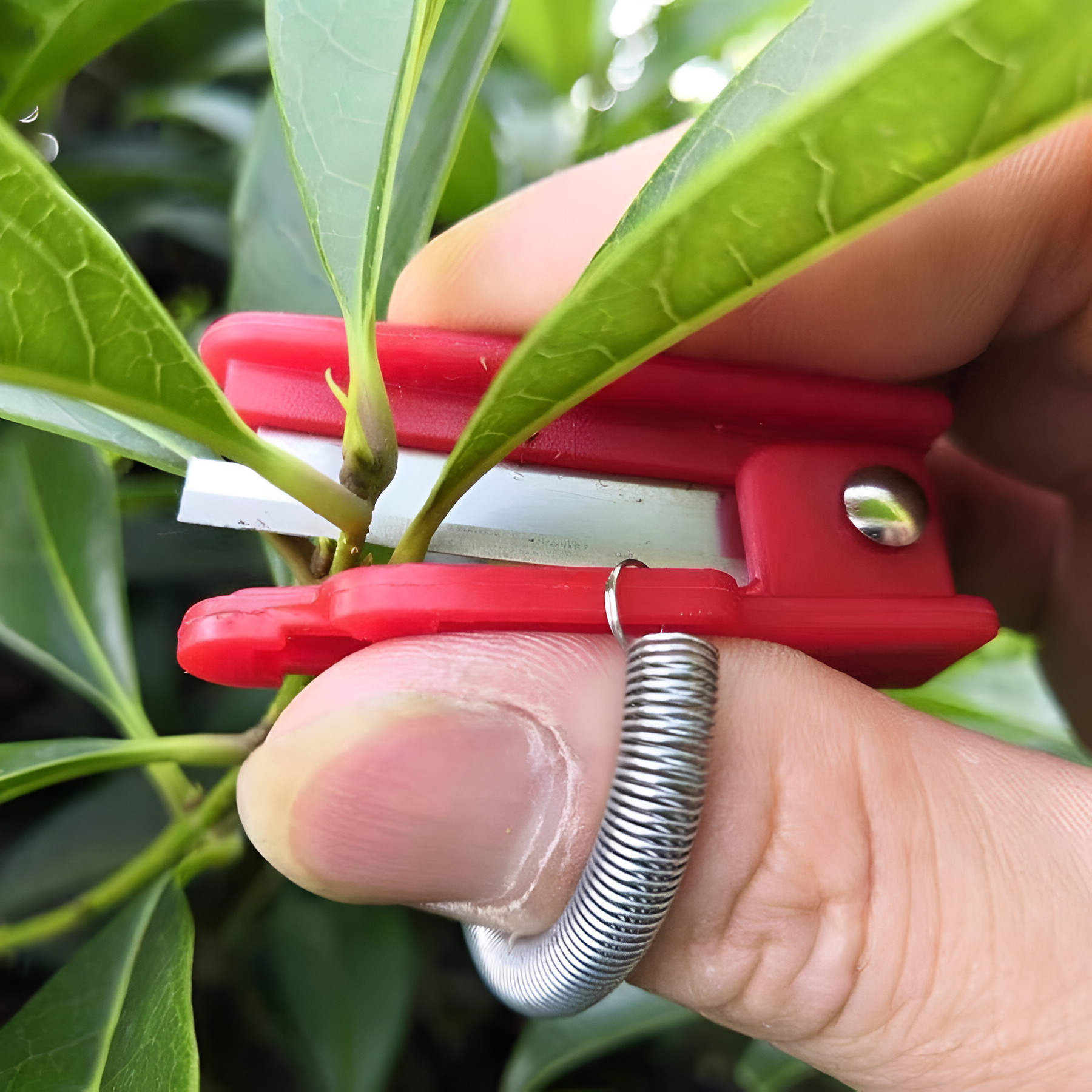 Stainless Steel Ring Knife For Picking Vegetable Harvesting