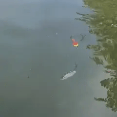 Big Common Fishing Roach - USA Fish Bait