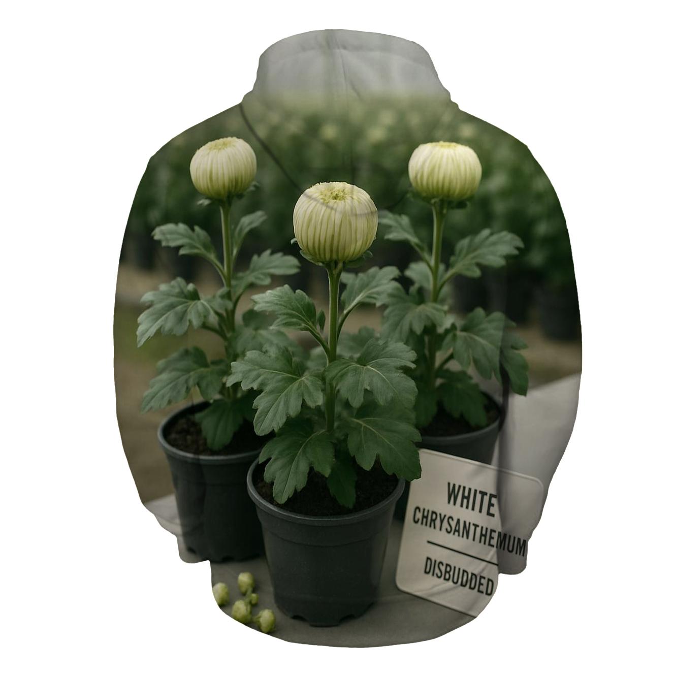 Chrysanthemum Disbudding Notes In A Fall Greenhouse hoodie styles