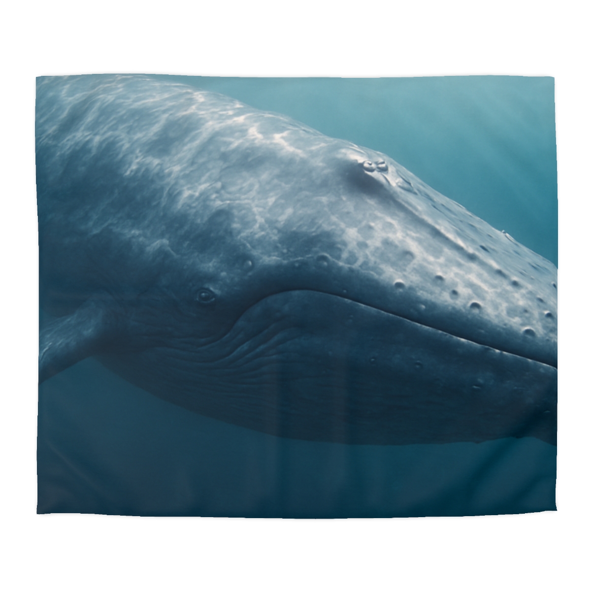 Ocean Song Blue Whale warm winter duvets