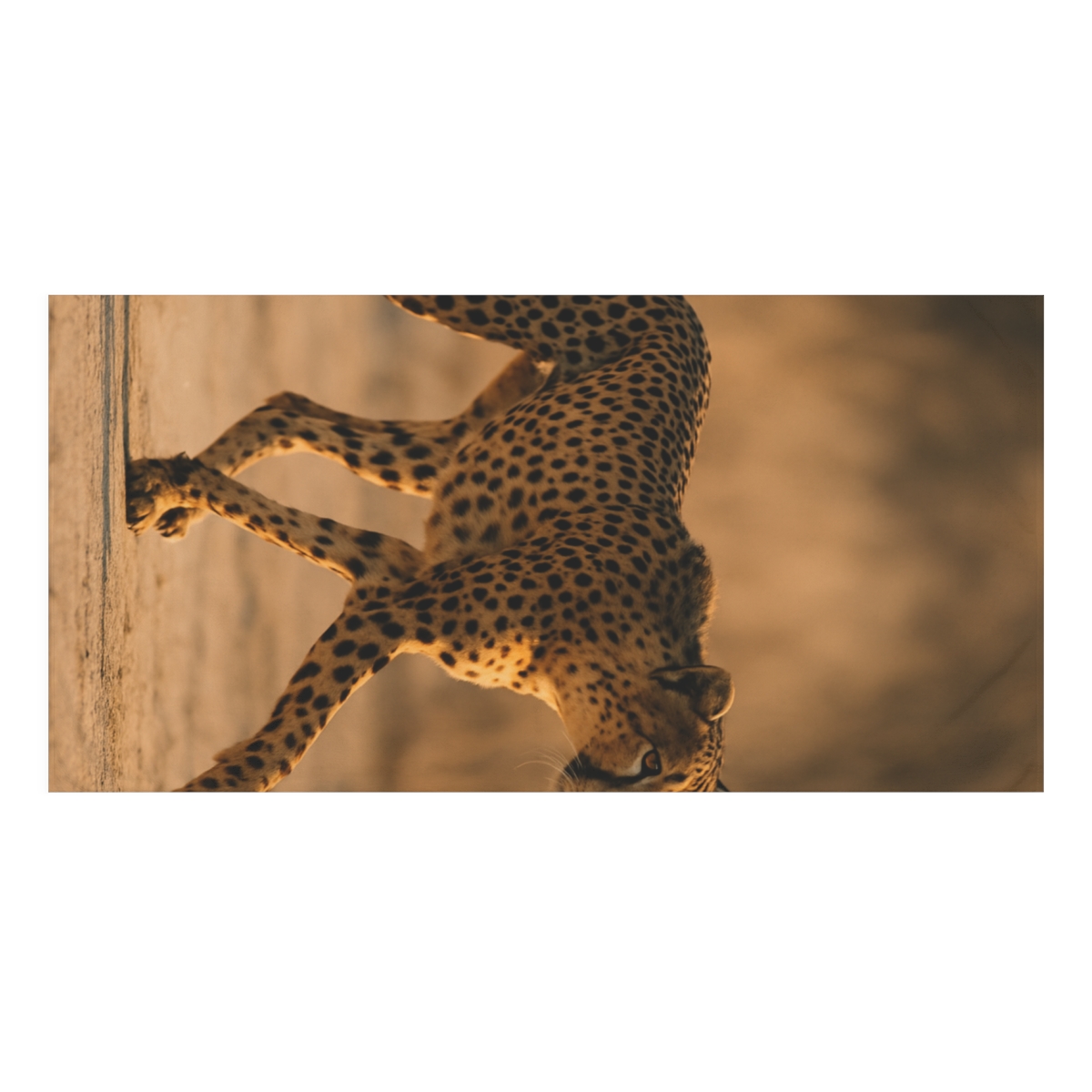 Wind Runner Cheetah personalized bath towels