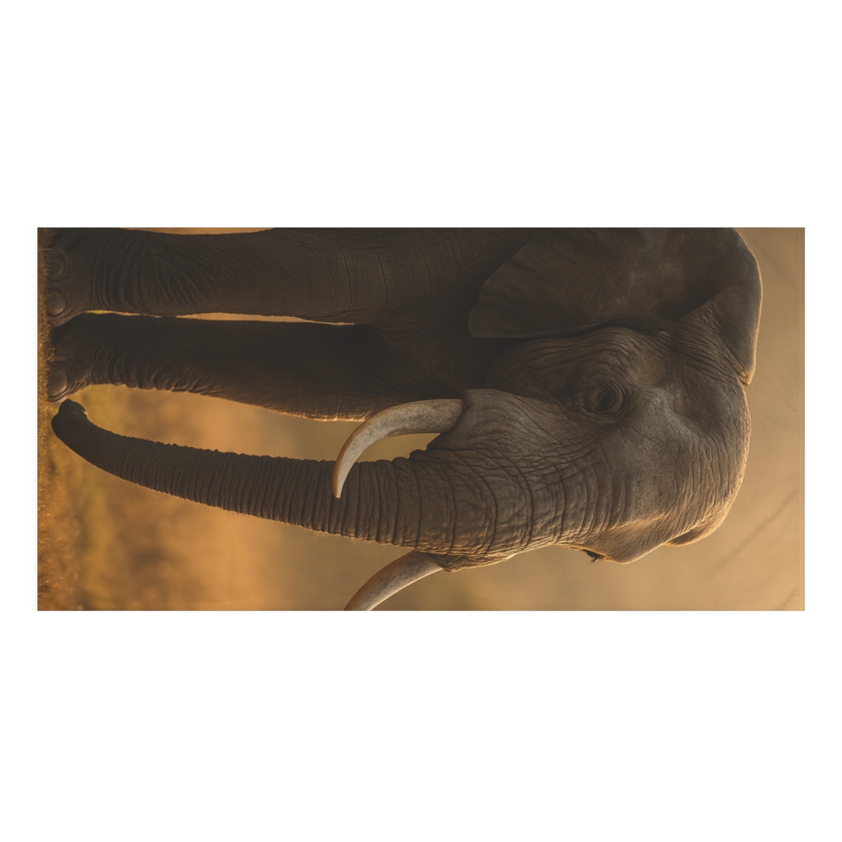 Twilight Sentinel Elephant designer printed towels
