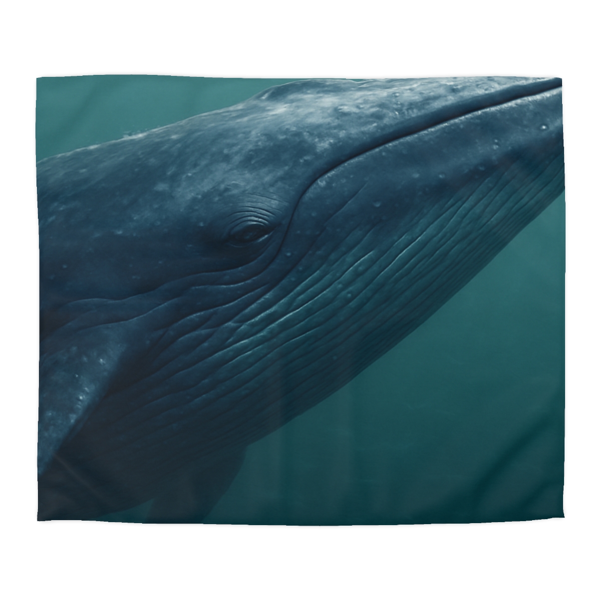 Ocean Song Blue Whale trendy bedroom duvets