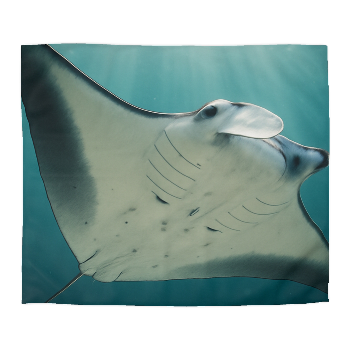Celestial Glide Reef Manta Ray warm winter duvets