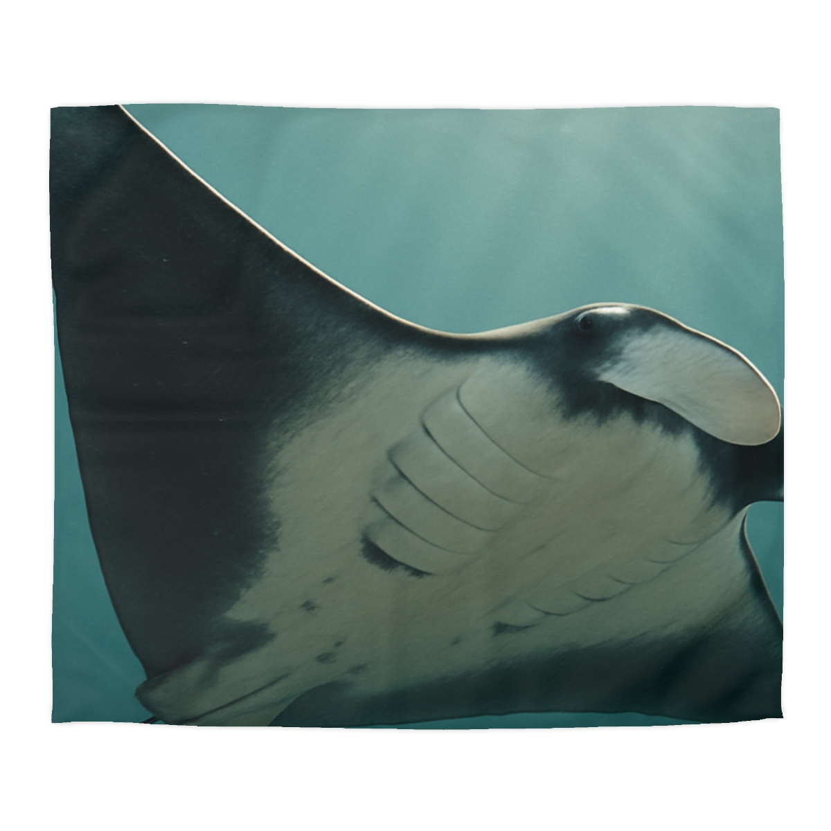 Silent Glide Giant Manta Ray custom duvets