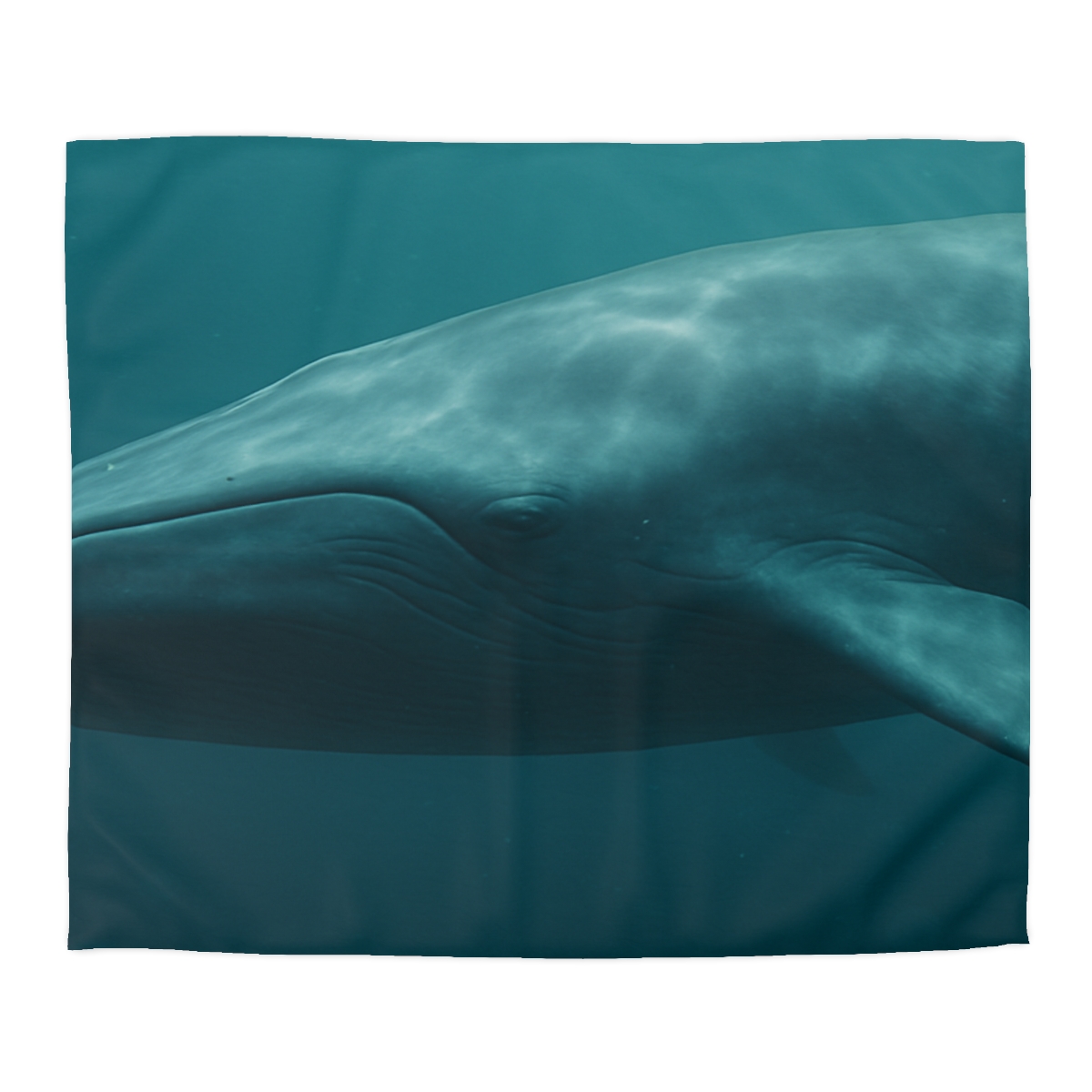 Ocean Song Blue Whale stylish duvet covers