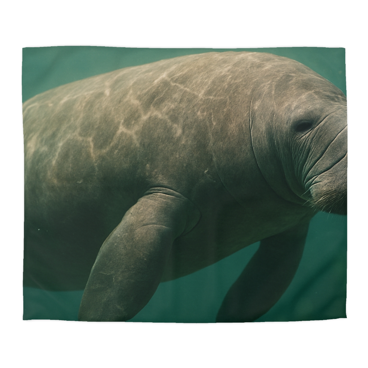 Quiet Drift West Indian Manatee custom duvets
