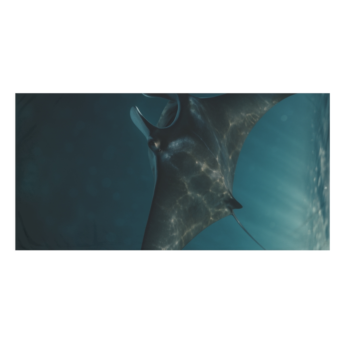 Starlit Drift Giant Manta Ray comfortable face towels