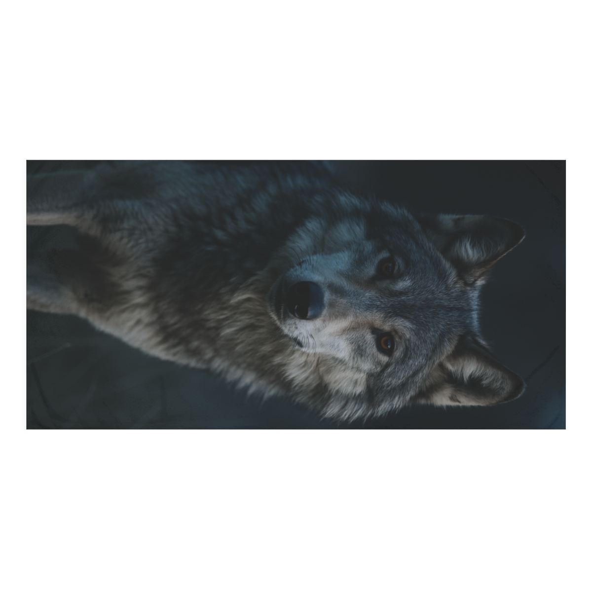 Moonlit Scout Gray Wolf decorative home towels