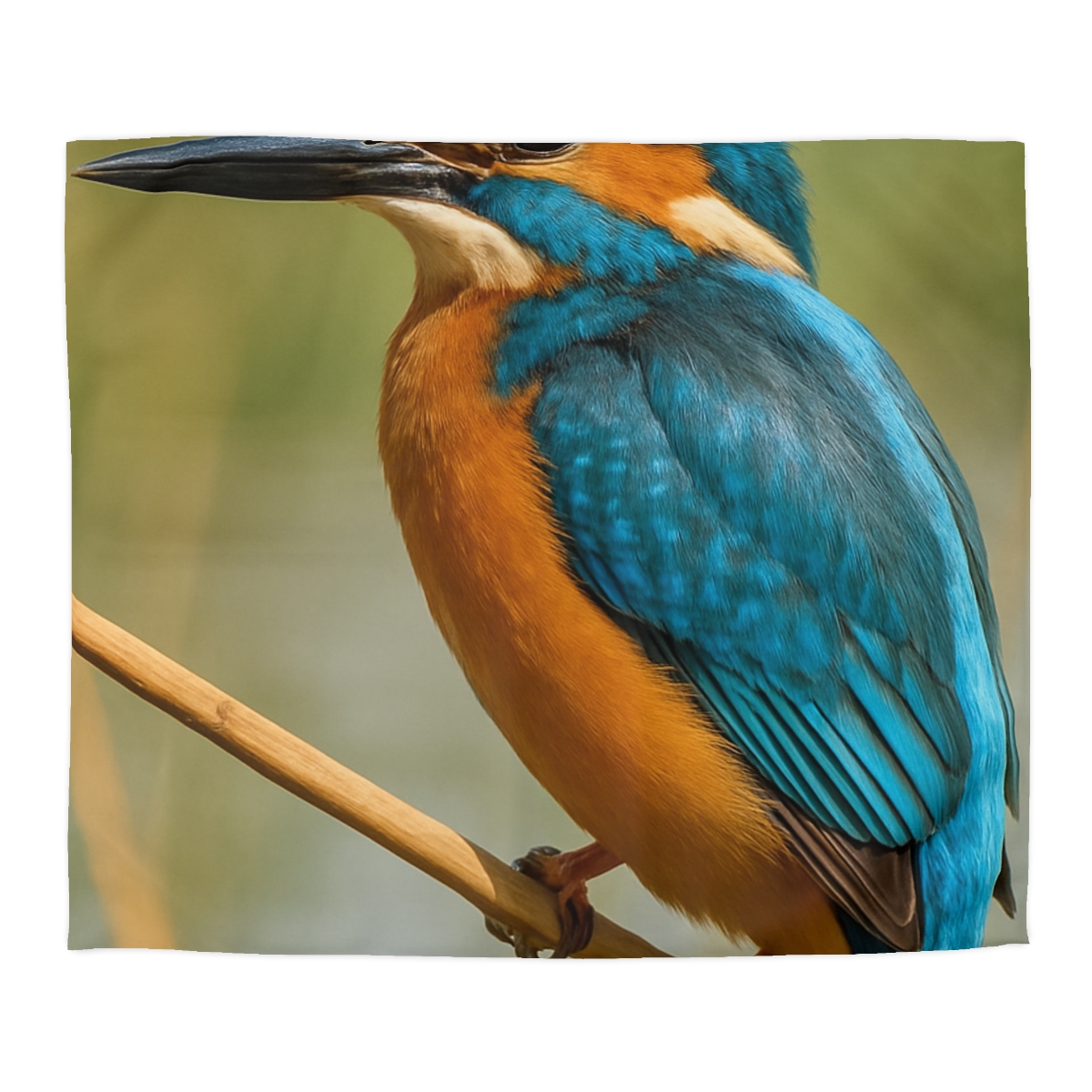 Prism Flash Common Kingfisher warm winter duvets