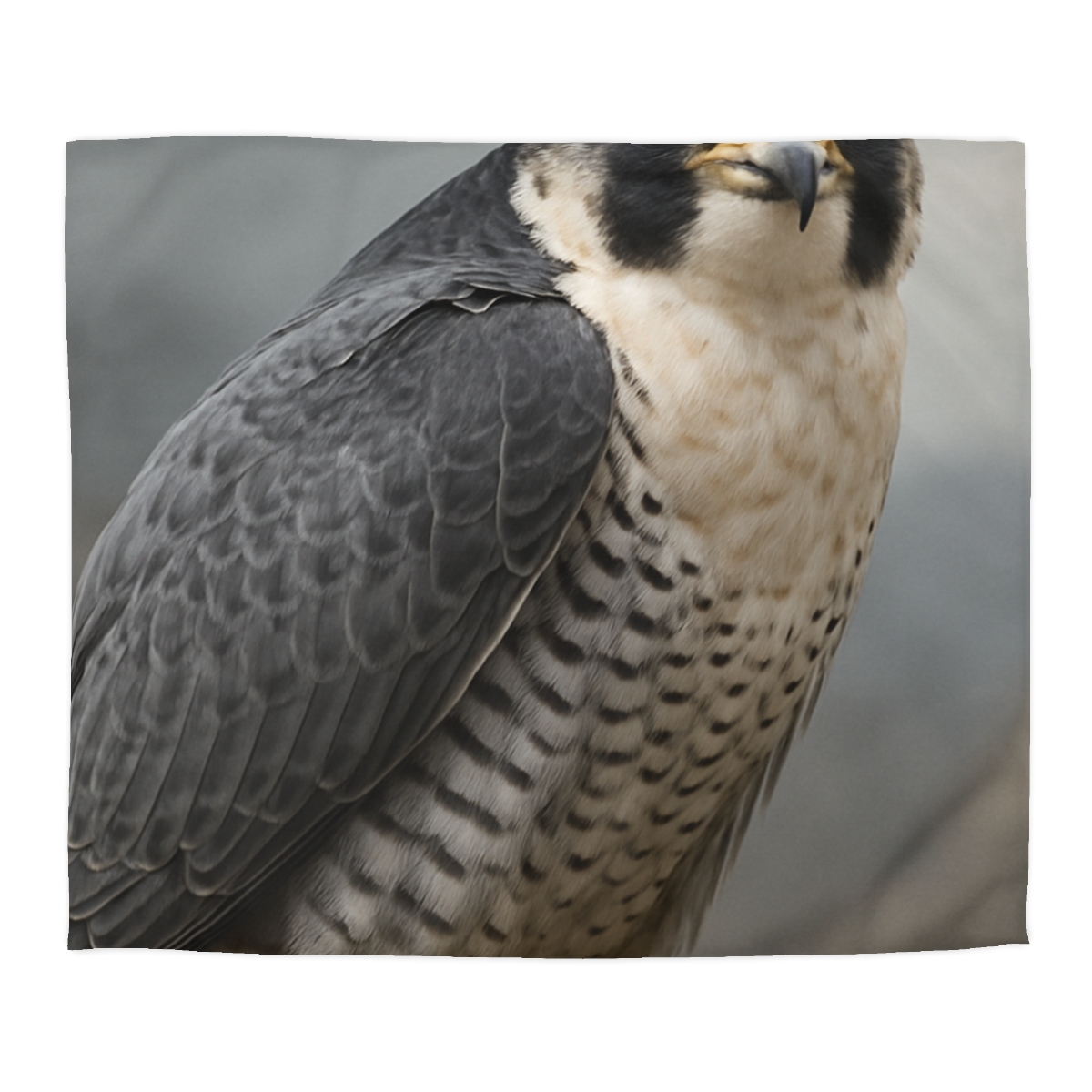 Starlit Focus Peregrine Falcon personalized bedding duvets