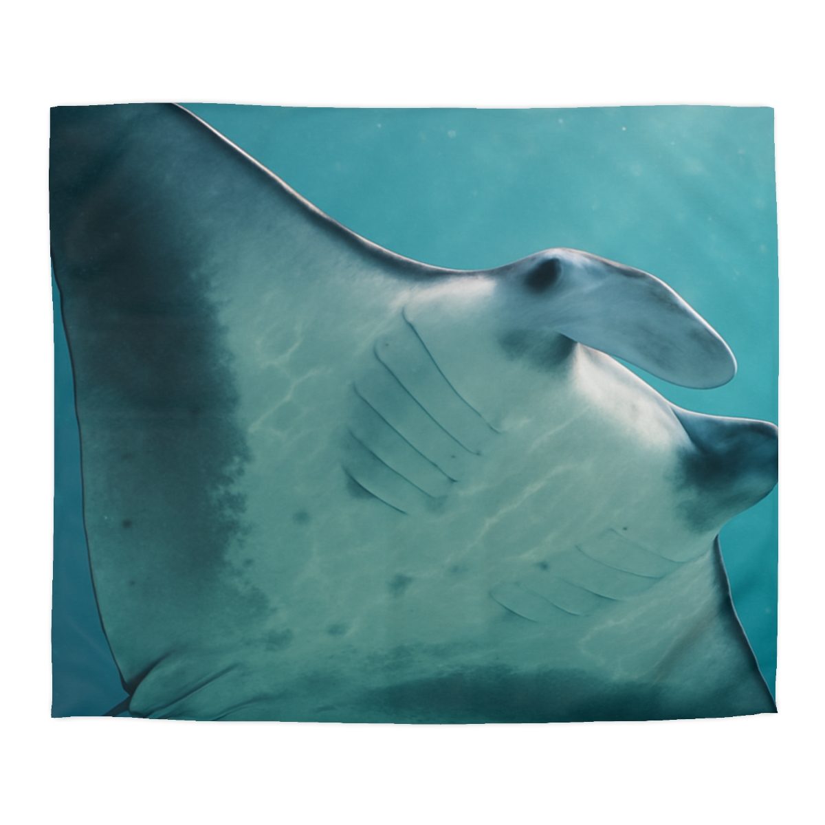 Silent Glide Manta Ray unique patterned duvets