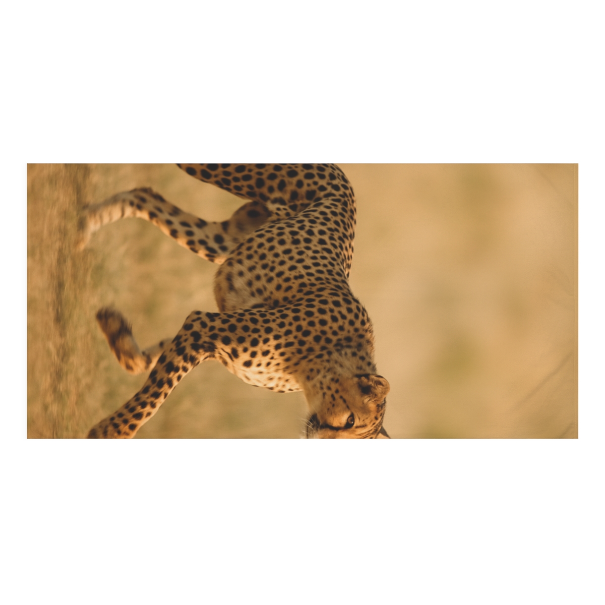 Horizon Runner Cheetah comfortable face towels