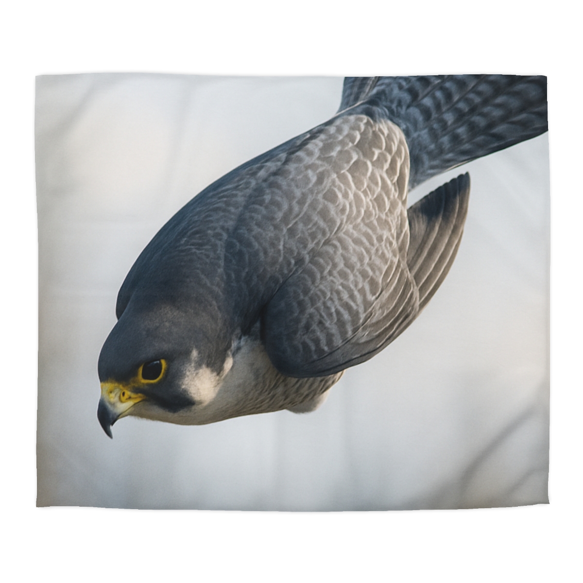 Comet Dive Peregrine Falcon stylish duvet covers