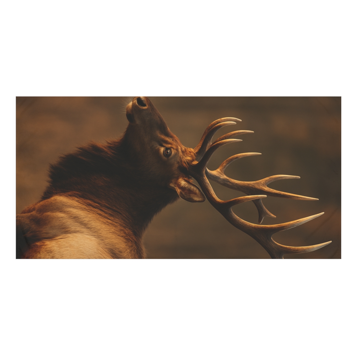 Antler Crown Mountain Elk stylish beach towels