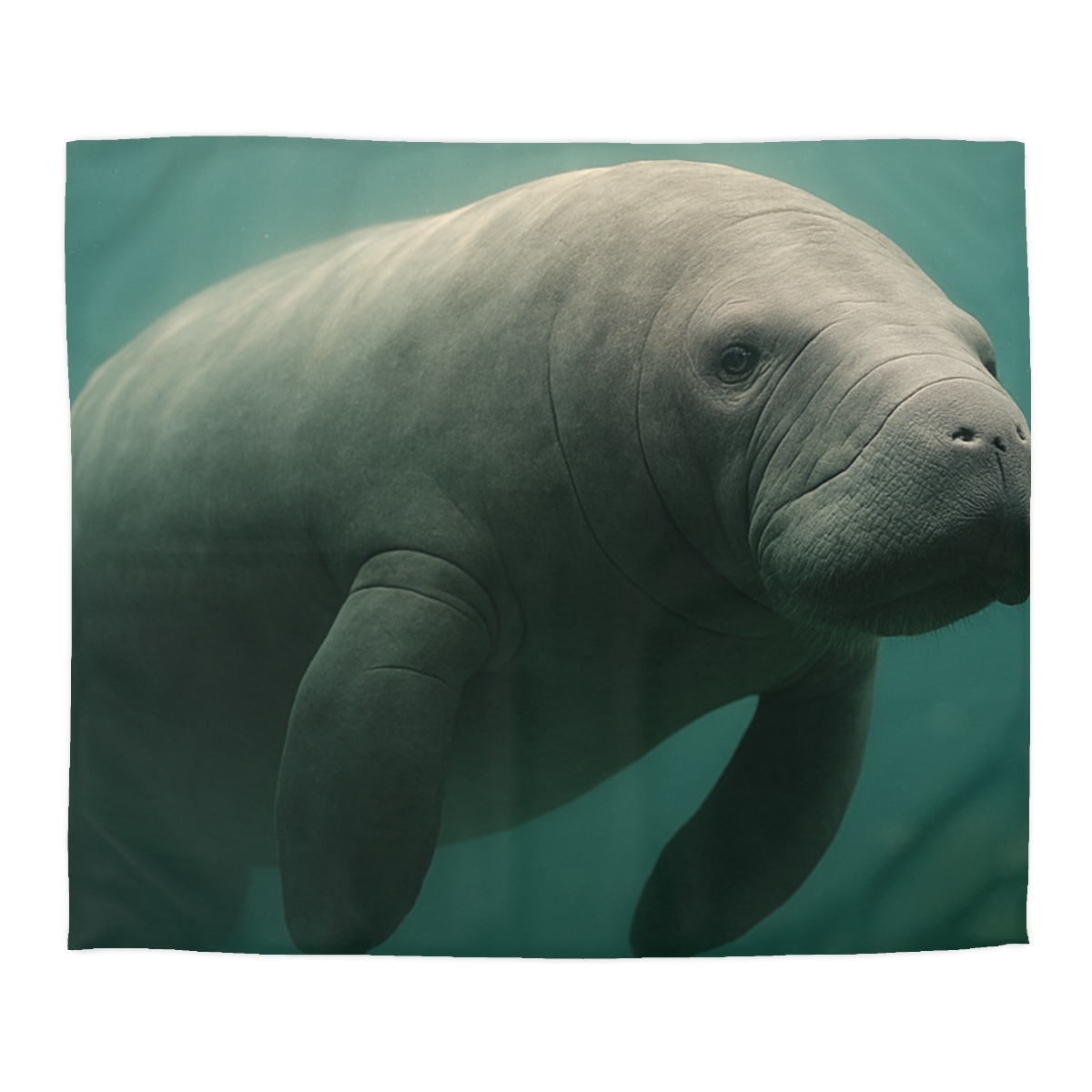 Dawn Drift Manatee unique patterned duvets