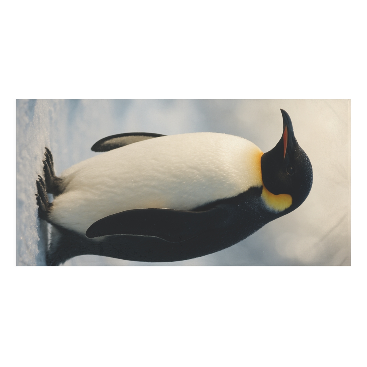 Aurora Gaze Emperor Penguin decorative home towelscustom towels