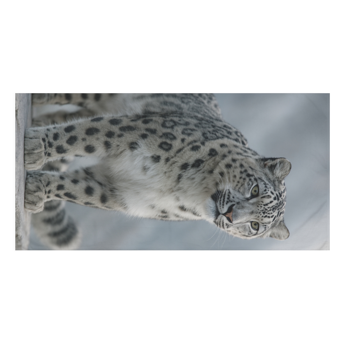 Snow Leopard Silent Peak Gaze designer printed towels