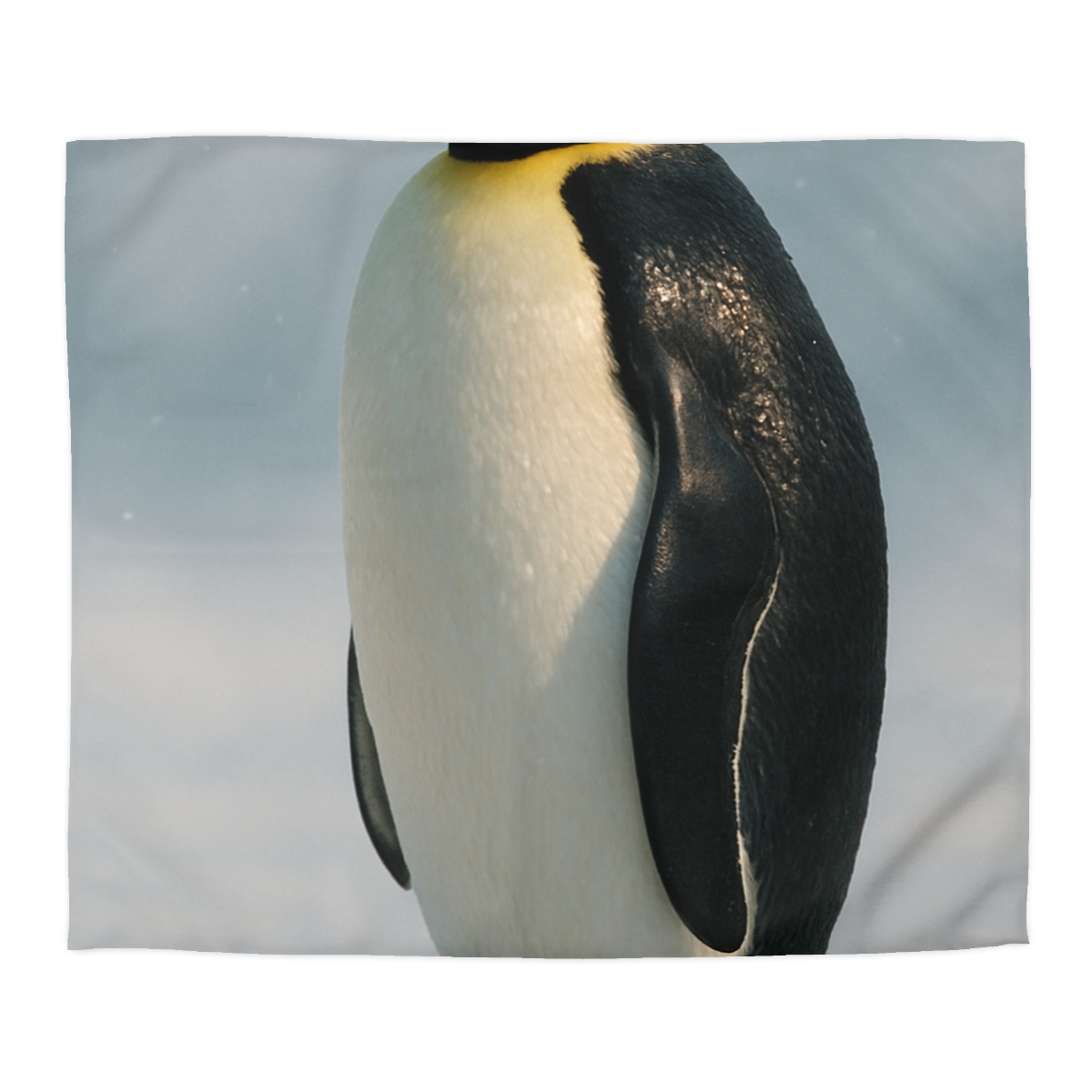 Aurora Drift Emperor Penguin warm winter duvets