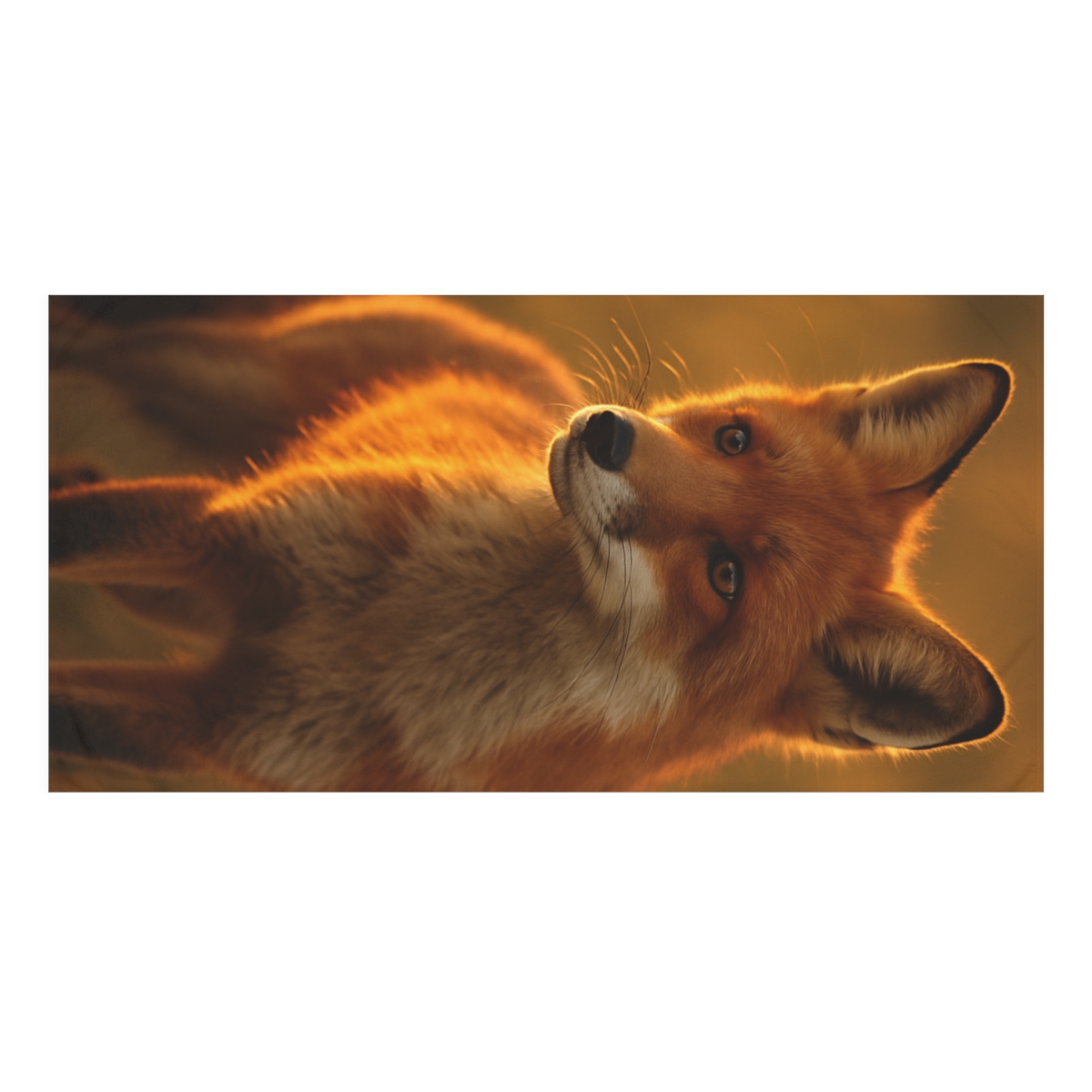 Crimson Whisper Red Fox decorative home towels