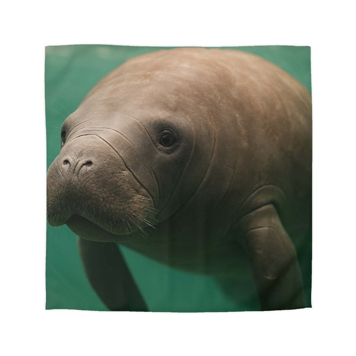 Glasswater Drifter West Indian Manatee unique patterned duvets