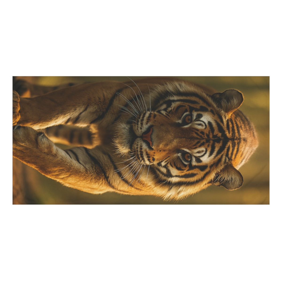 Forest Stalker Bengal Tiger stylish beach towels