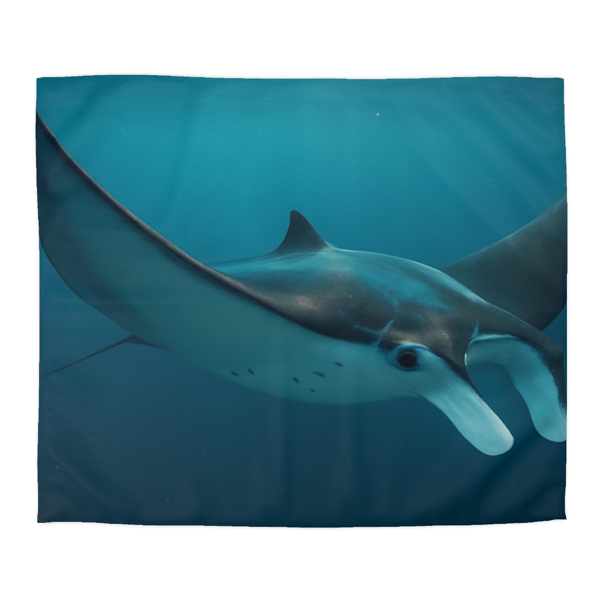 Cosmic Glide Manta Ray duvets for gifts