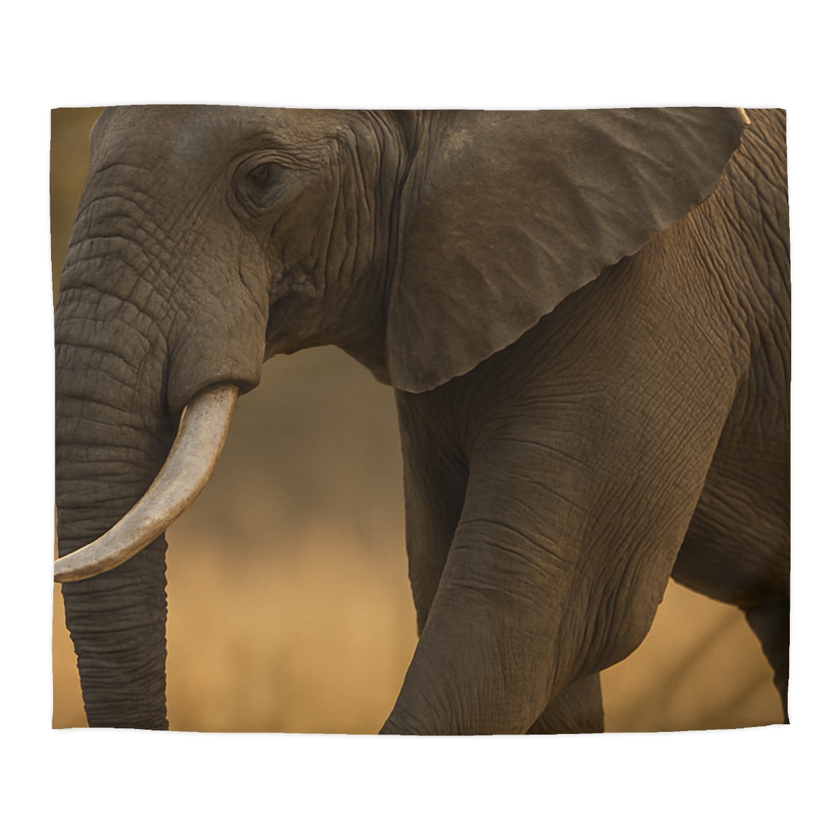 Savannah Sentinel Elephant soft comforter duvets