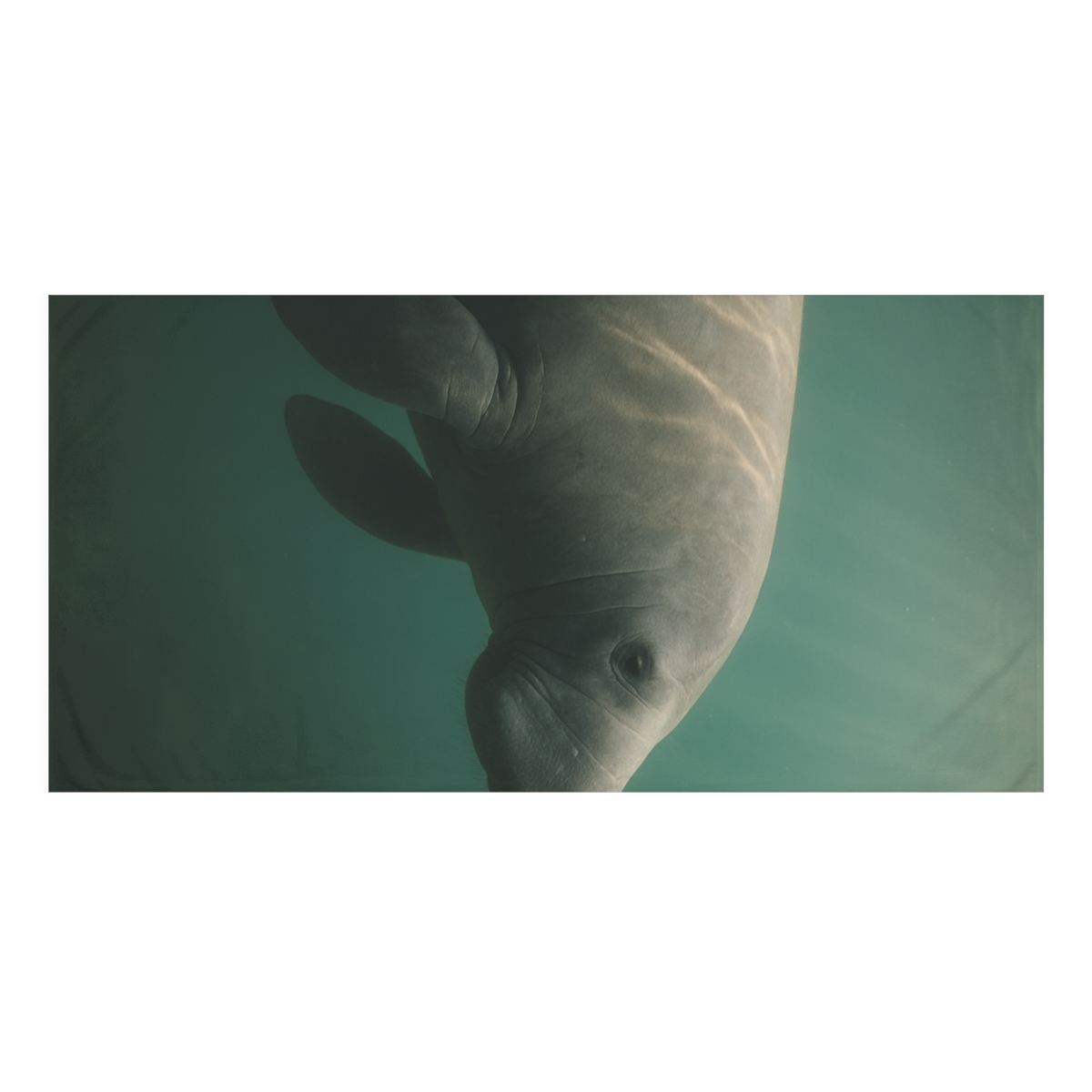 Silent Tide Manatee unique gift towels