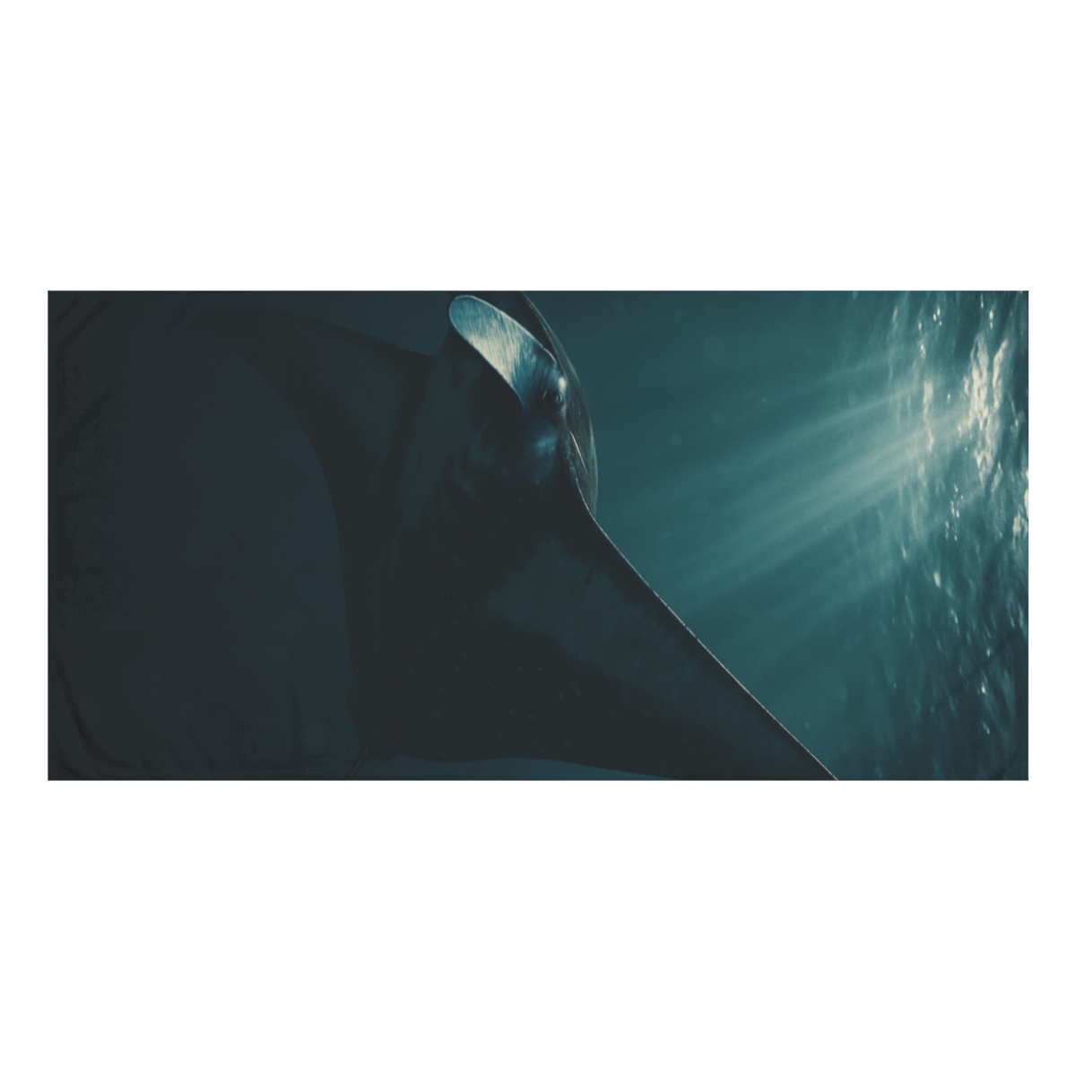 Starlit Drift Giant Manta Ray trendy hand towels