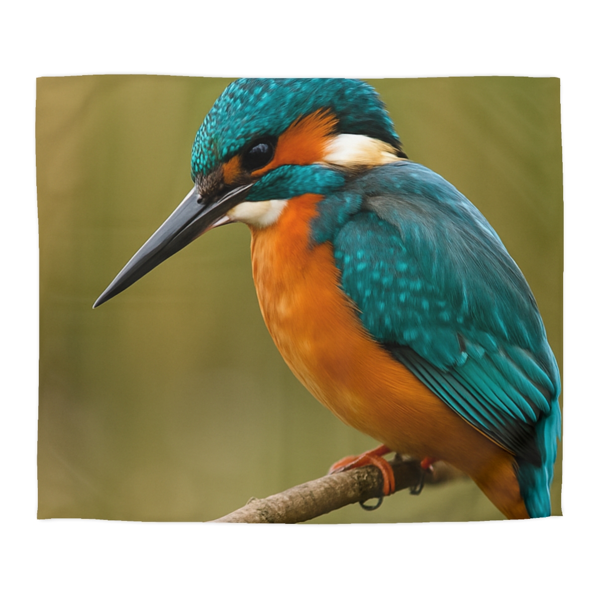 Azure Flash Kingfisher duvets for gifts