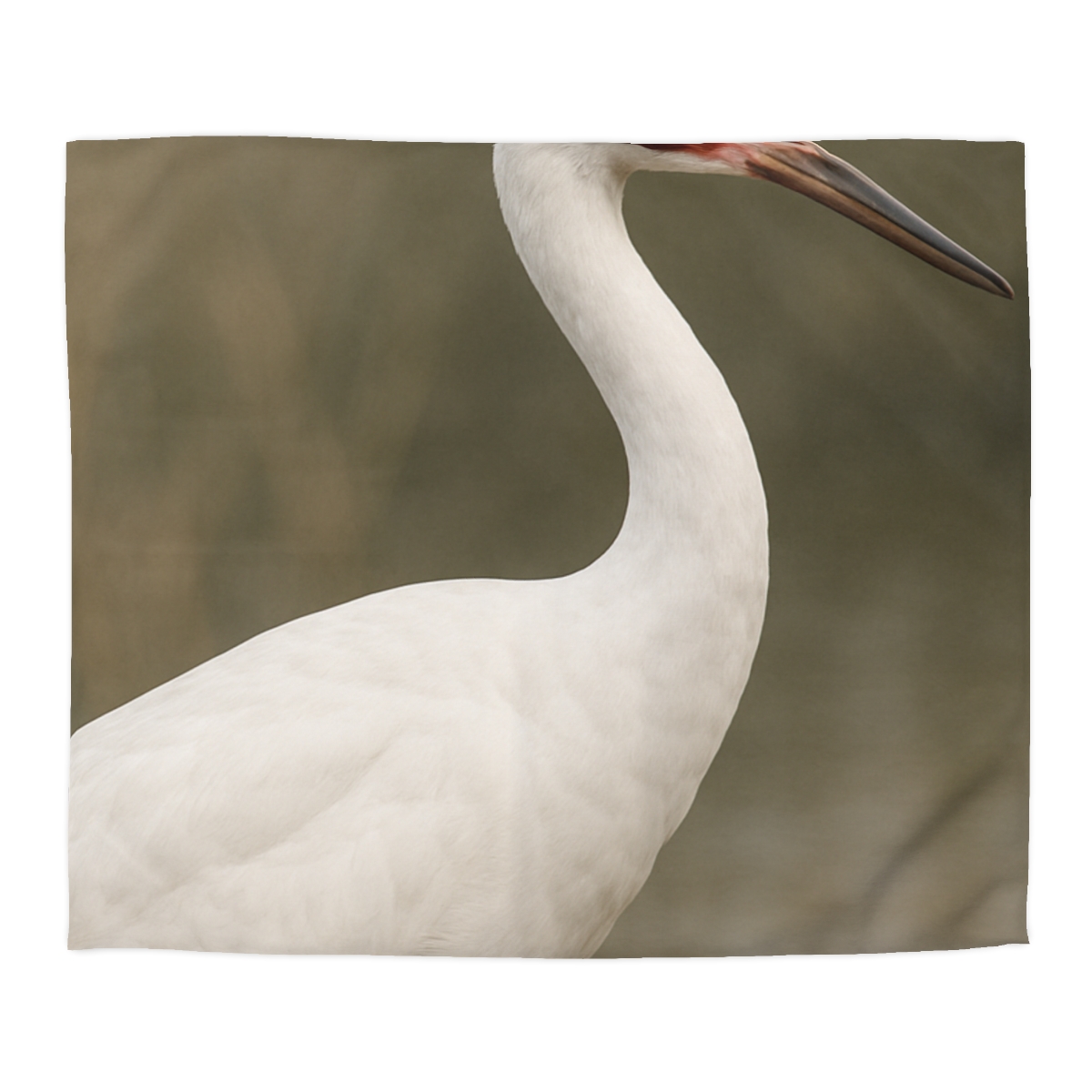 Silver Poise Whooping Crane trendy bedroom duvets