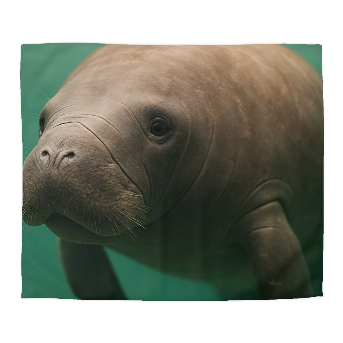 Glasswater Drifter West Indian Manatee unique patterned duvets